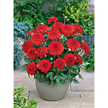 DAHLIA GALLERY® VALENTIN