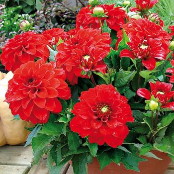 DAHLIA GALLERY® VALENTIN 2