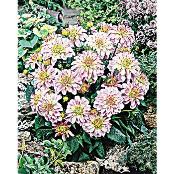 DAHLIA GALLERY® MONET