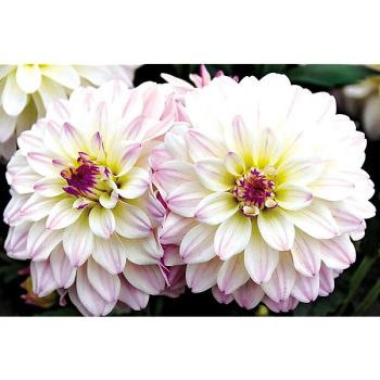 DAHLIA GALLERY® MONET 2
