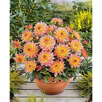 DAHLIA GALLERY® PABLO 2