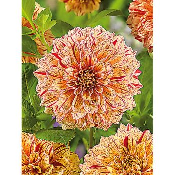 DAHLIA CONNELL’S GLORIOSA