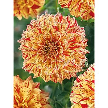 DAHLIA CONNELL’S GLORIOSA 2