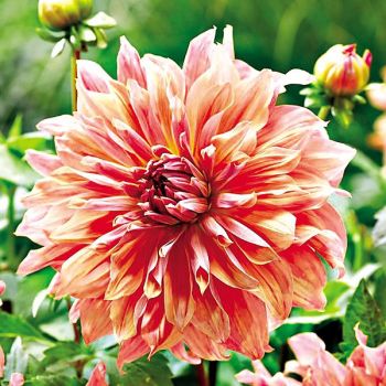 DAHLIA BELLE of BARMERA