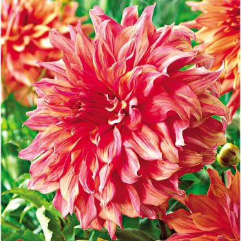 DAHLIA BELLE of BARMERA 2