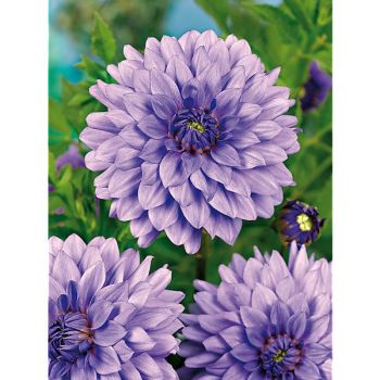 DAHLIA BLUE BOY
