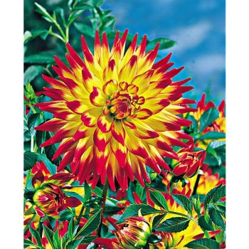 DAHLIA BRIDGE VIEW ALOHA