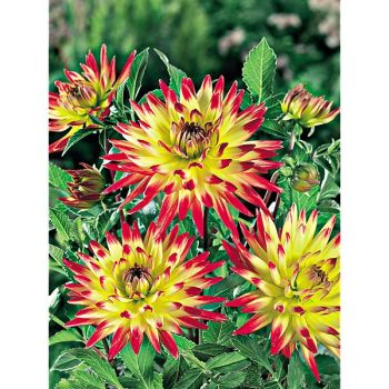 DAHLIA BRIDGE VIEW ALOHA 2