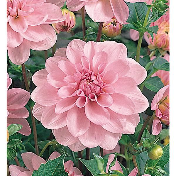 DAHLIA ABRIDGE PORCELAIN