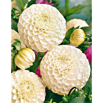 DAHLIA BOOM BOOM WHITE