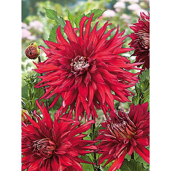 DAHLIA TAUM SAUK