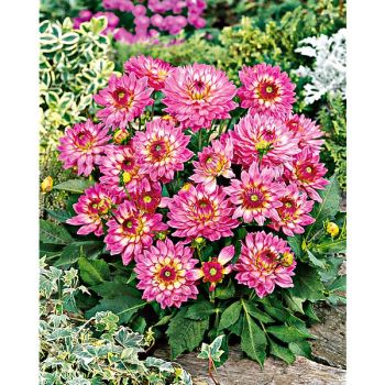 DAHLIA GALLERY® BELLINI 2