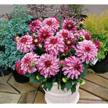 DAHLIA GALLERY® ART NOUVEAU®