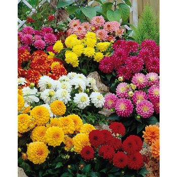 DAHLIA GALLERY® MÉLANGE
