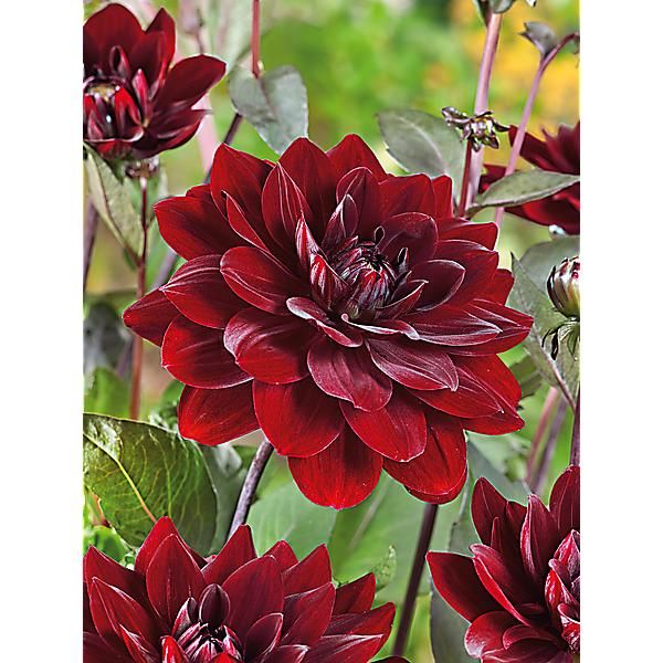 DAHLIA AFTER DUSK