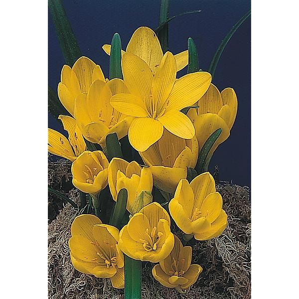 STERNBERGIA LUTEA