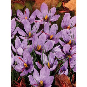 CROCUS SATIVUS ou SAFRAN 2