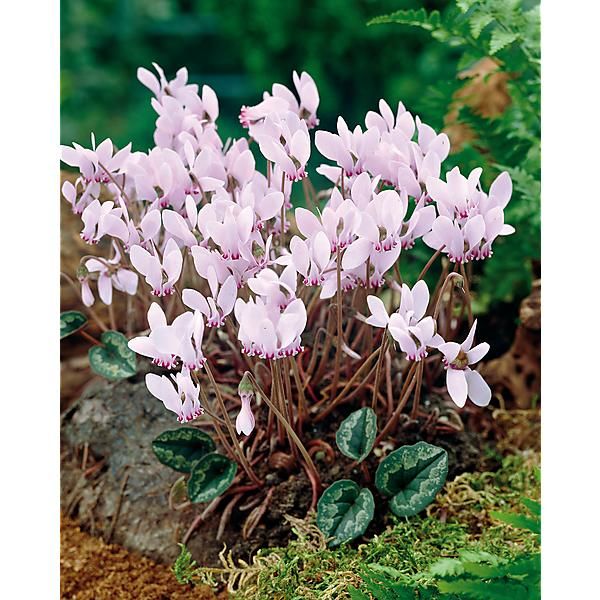 CYCLAMEN CILICICUM