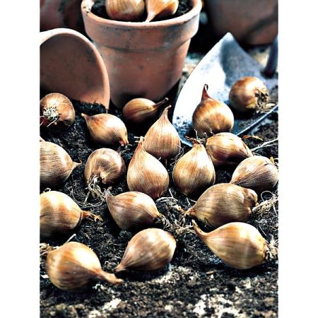 IRIS de HOLLANDE ALASKA