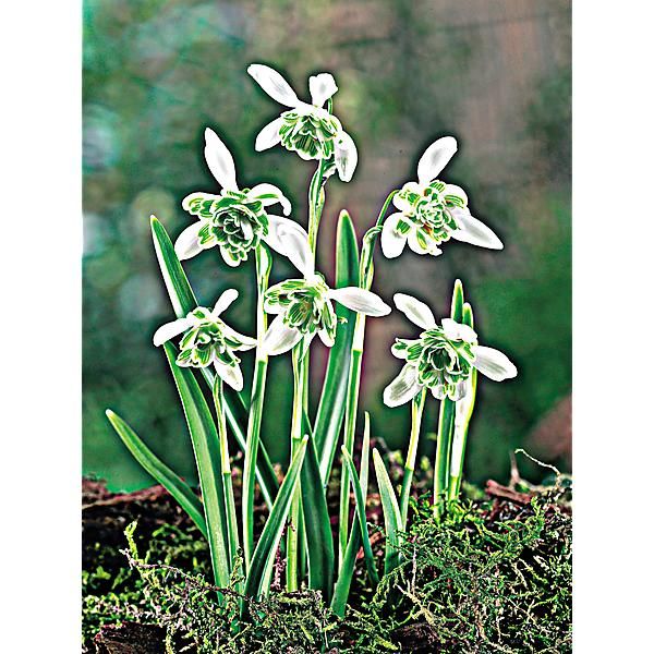 PERCE-NEIGE FLORE PLENO
