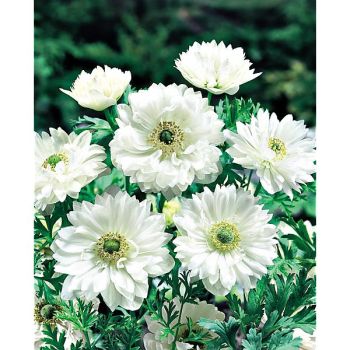 ANÉMONE MOUNT EVEREST