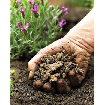 ANÉMONE MOUNT EVEREST 2