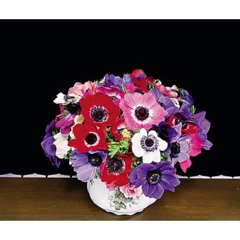 ANÉMONE de CAEN MIX 2