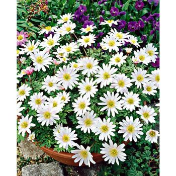 ANÉMONE BLANDA WHITE SPLENDOR