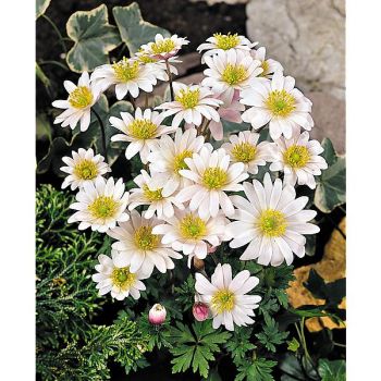 ANÉMONE BLANDA WHITE SPLENDOR 2