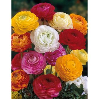 RENONCULE F1 PAULINE MIX