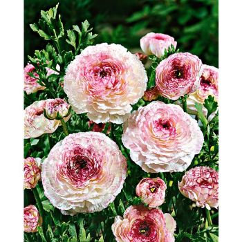 RENONCULE F1 FRIANDINE ROSE STRIÉ