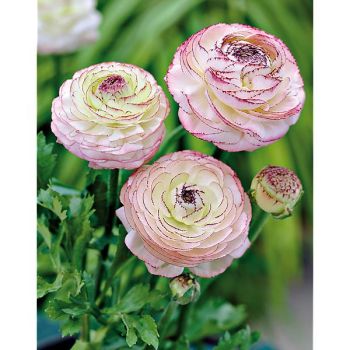 RENONCULE F1 FRIANDINE ROSE STRIÉ 2