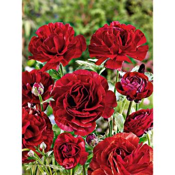 RENONCULE F1 PAULINE CHOCOLAT