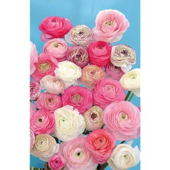 RENONCULE F1 PASTEL MIX