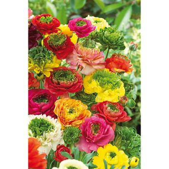 RENONCULE REINETTE® MIX