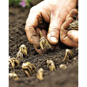 RENONCULE REINETTE® MIX 2