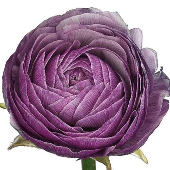 RENONCULE F1 AMANDINE PURPLE JEAN