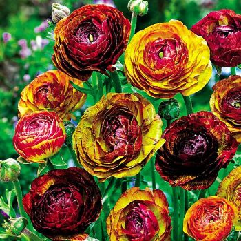 RENONCULE AVIV PICOTEE CAFE