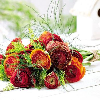 RENONCULE AVIV PICOTEE CAFE 2