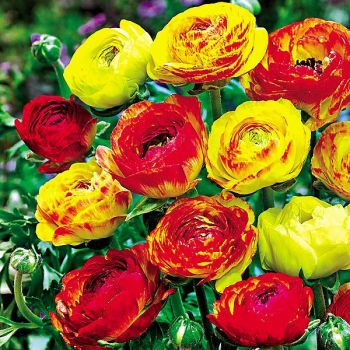 RENONCULE AVIV PICOTEE ORANGE