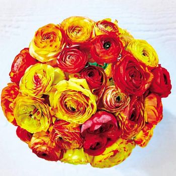 RENONCULE AVIV PICOTEE ORANGE 2