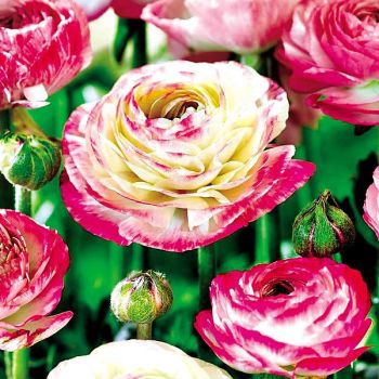 RENONCULE AVIV PICOTEE ROSE