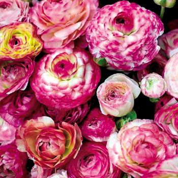 RENONCULE AVIV PICOTEE ROSE 2