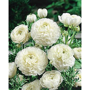 RENONCULE F1 FRIANDINE BLANC PUR