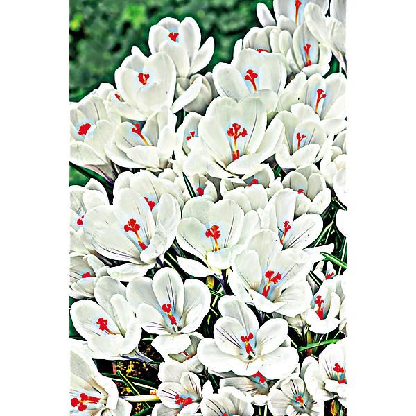 CROCUS JEANNE d'ARC
