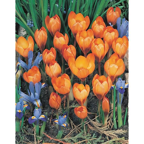 CROCUS chrysanthus ORANGE MONARCH