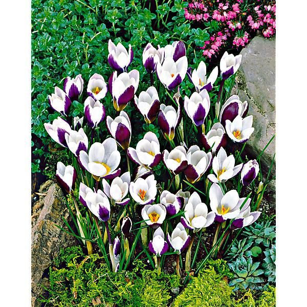 CROCUS chrysanthus LADYKILLER