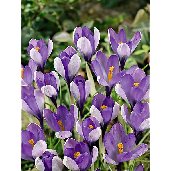 CROCUS YALTA