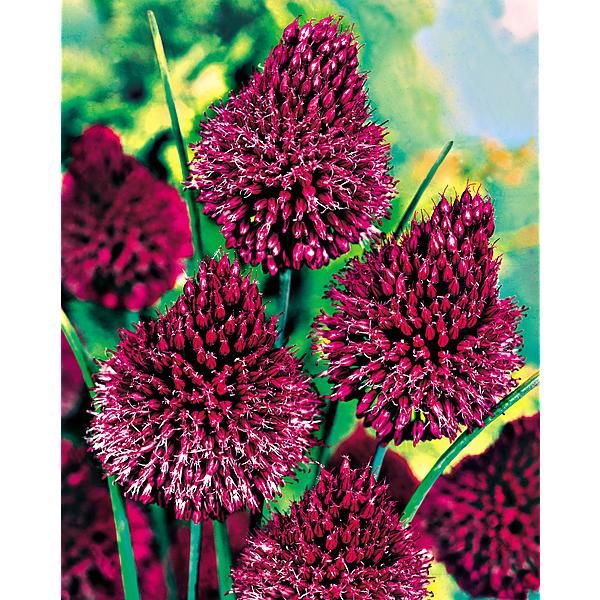 AIL SPHAEROCEPHALON