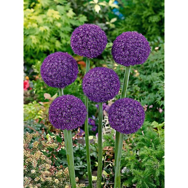 ALLIUM AMBASSADOR XXL